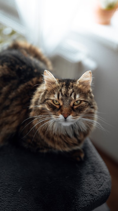 黑色织物上的棕色斑猫